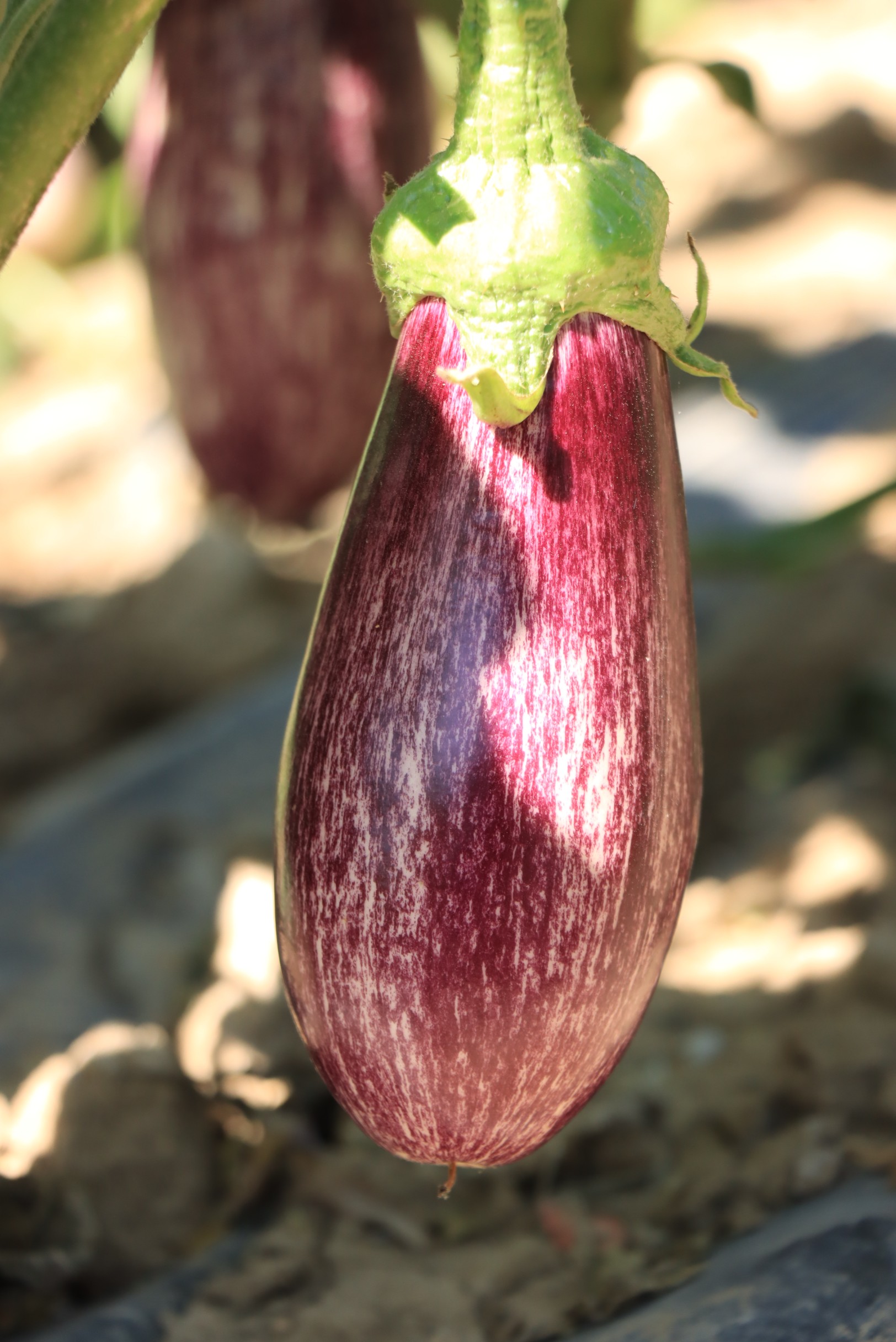 باذنجان