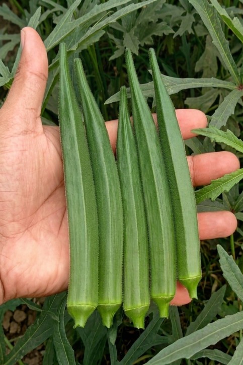 بامية