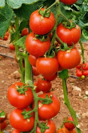 بندورة