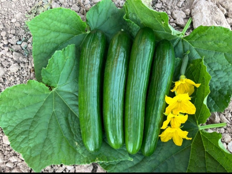 Cucumber Furat F1