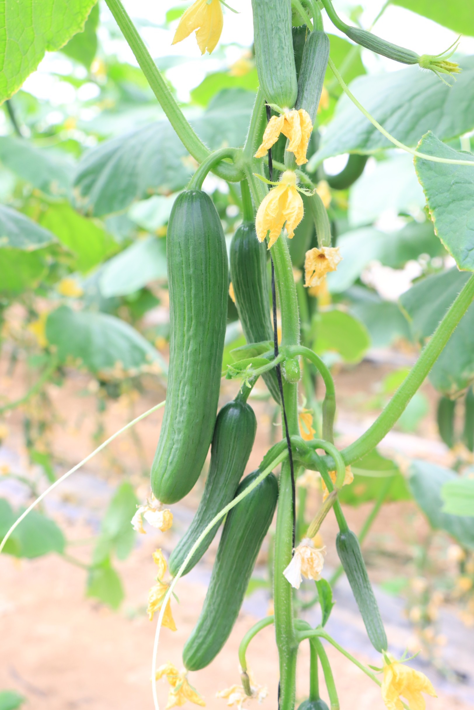 Cucumber Jaber F1