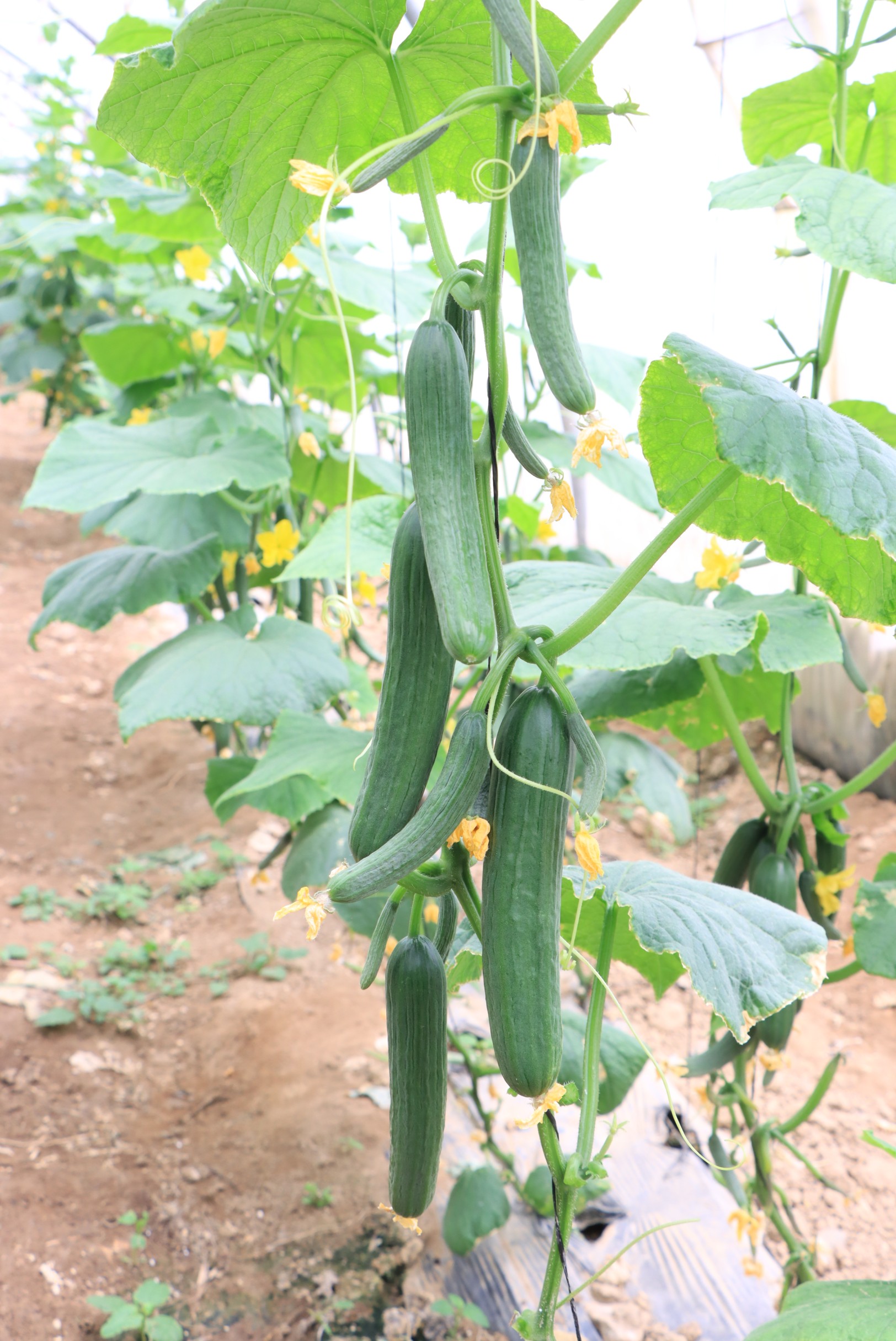Cucumber Joud F1