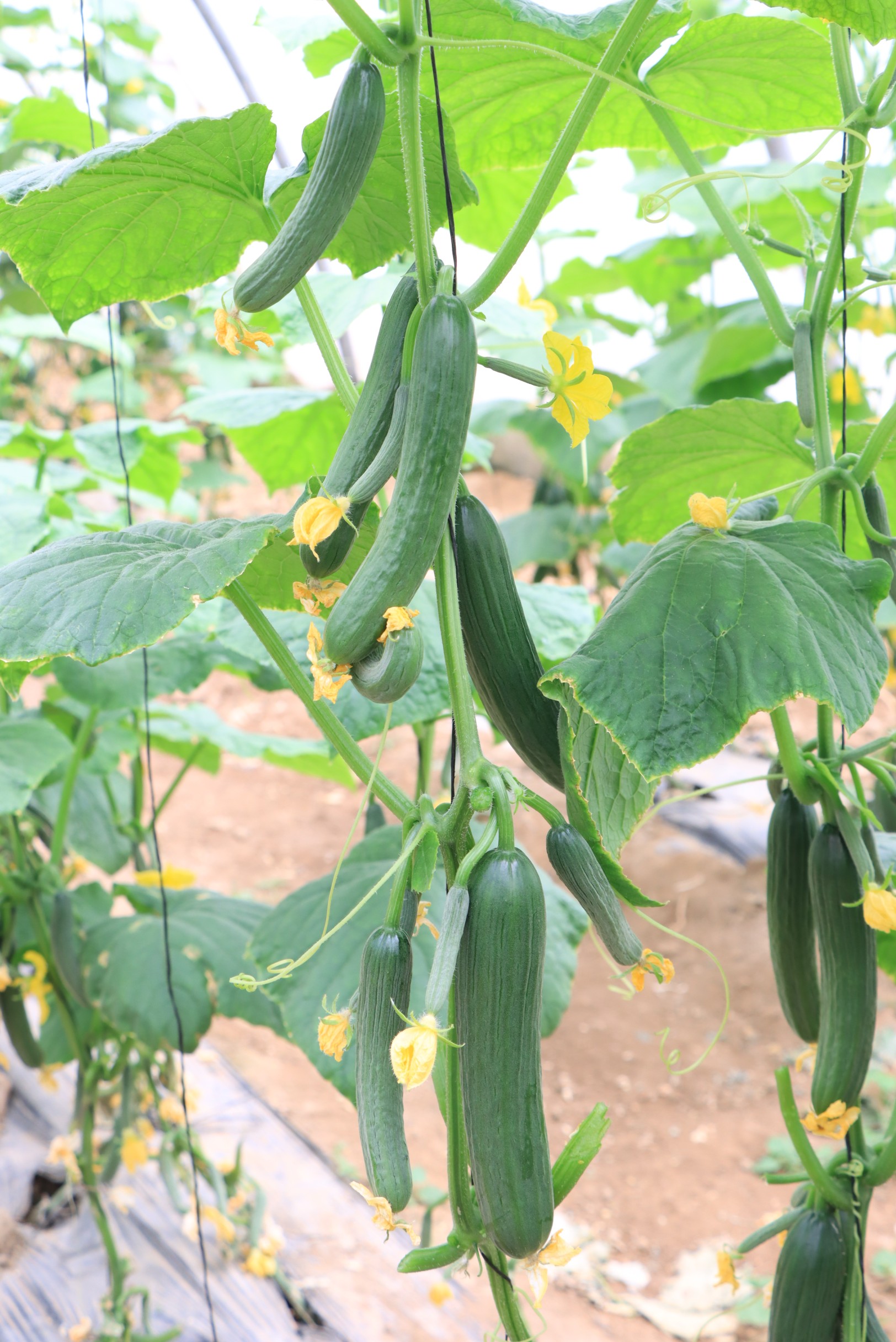 Cucumber Joud F1