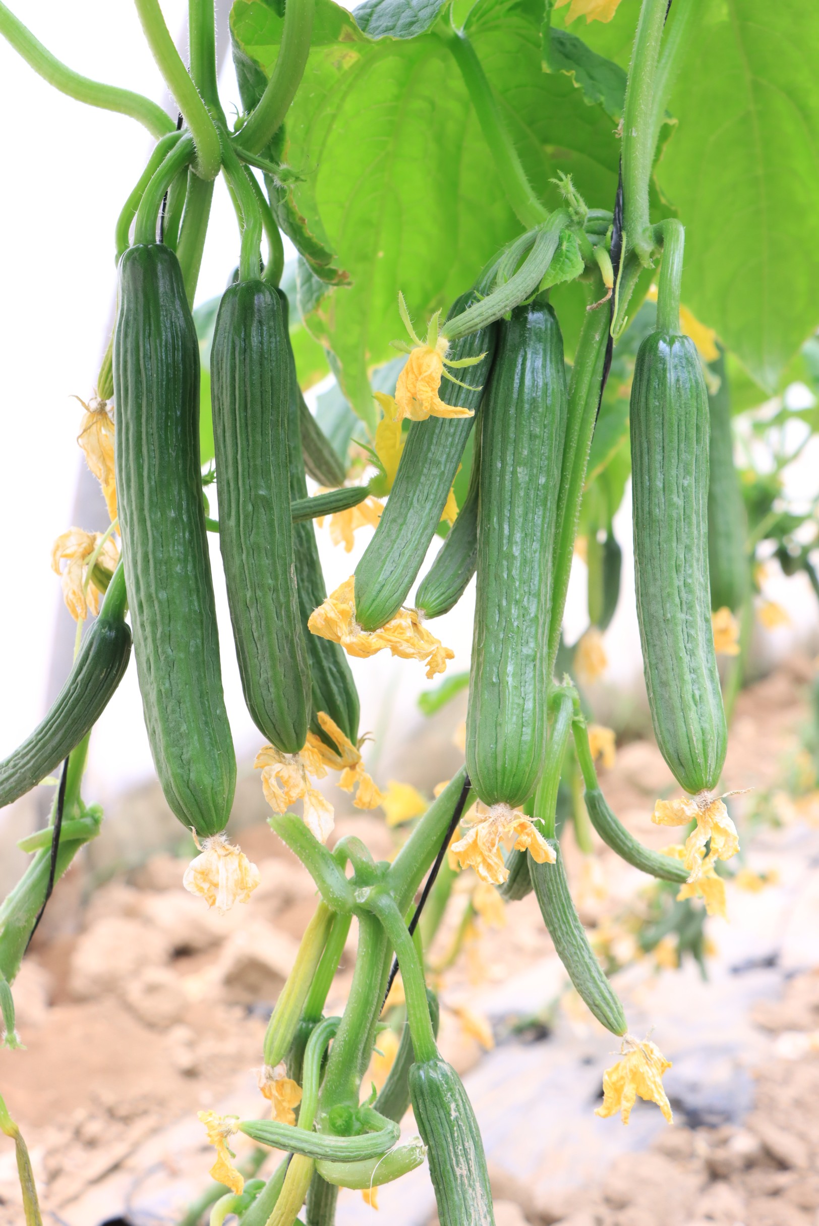 Cucumber Nour F1