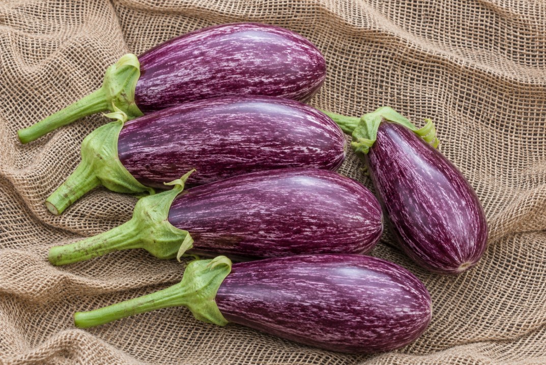 Eggplant Al Saif F1