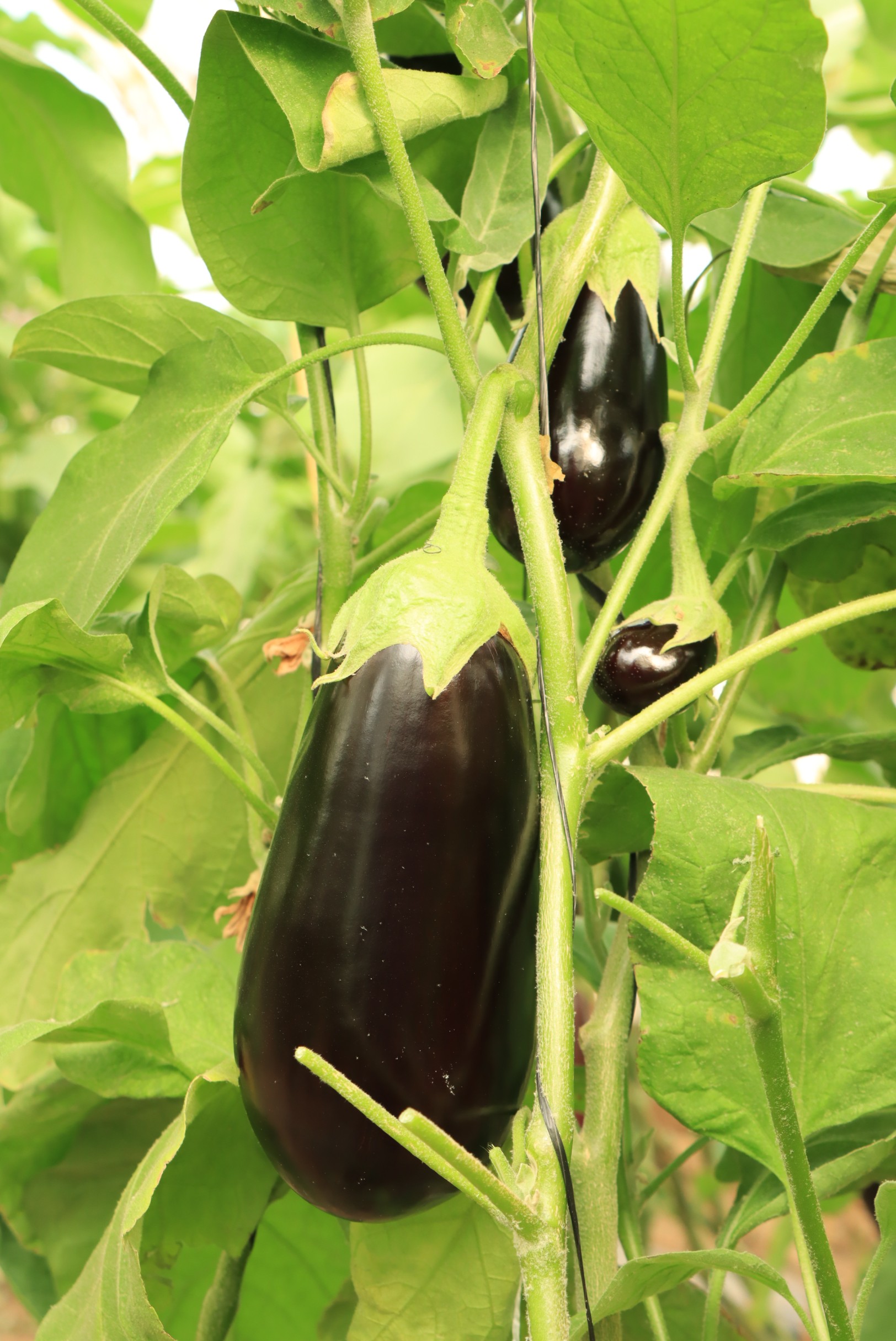 Eggplant Super Black F1