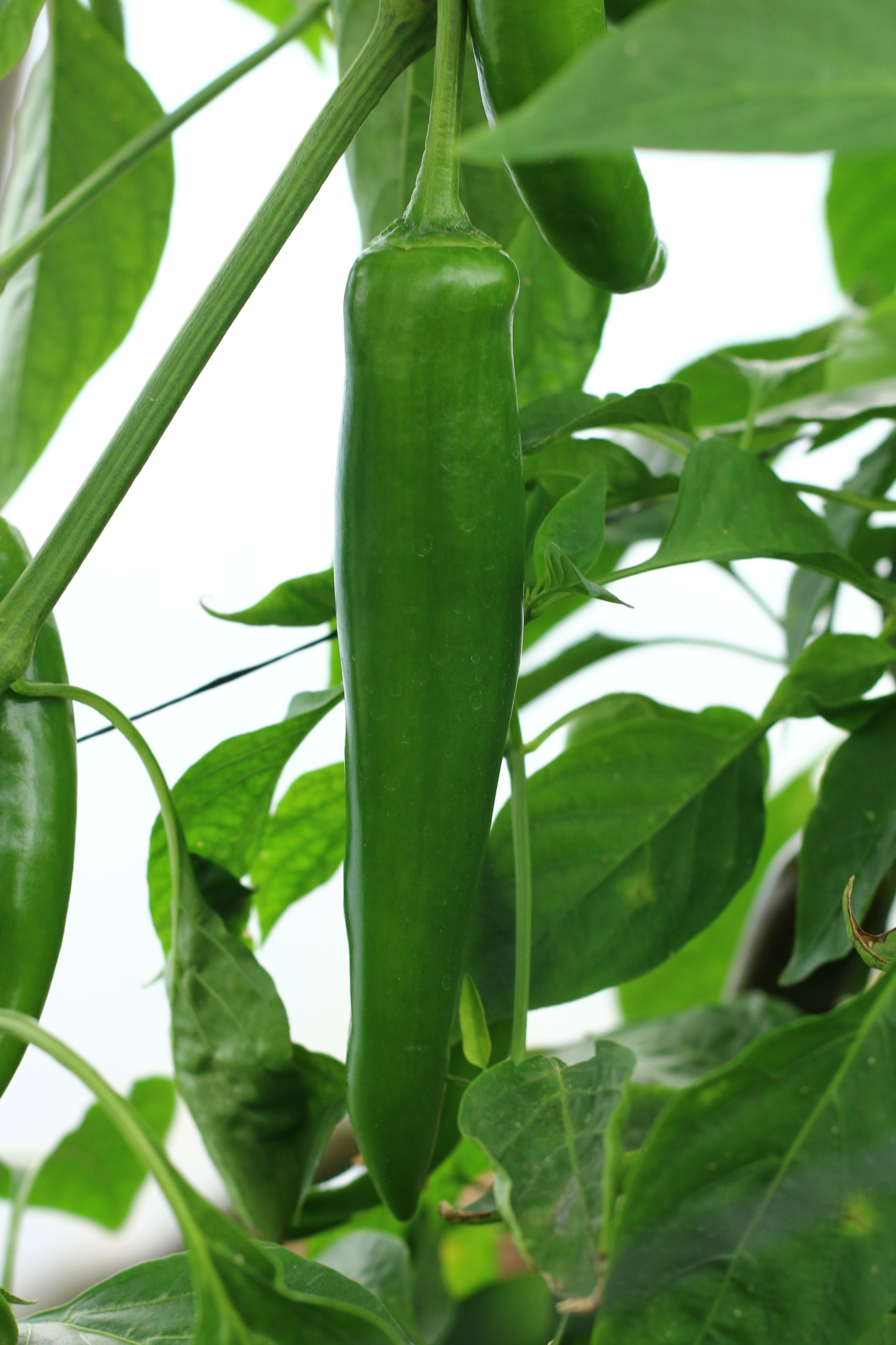 Hot Pepper No. 24 F1