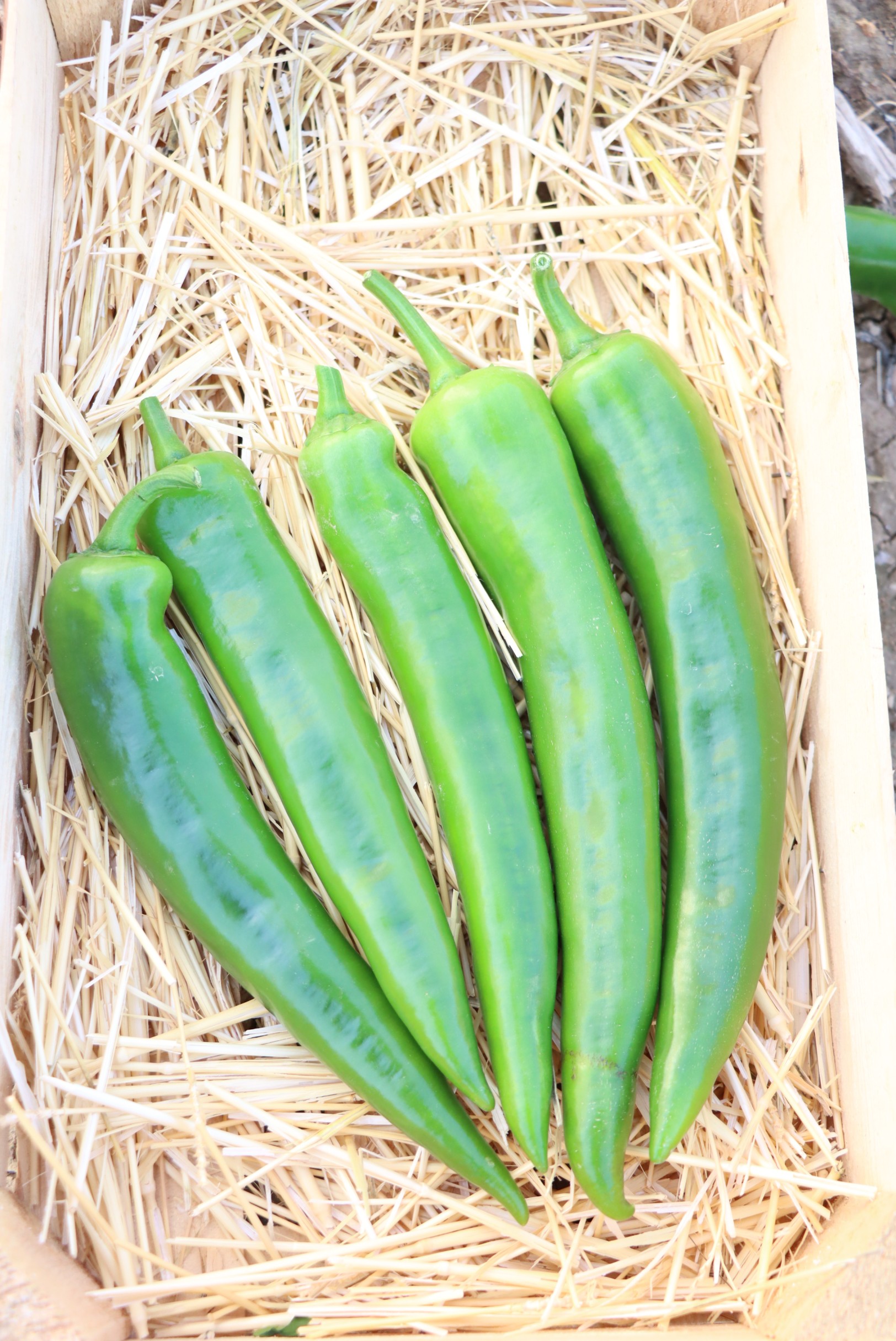 Hot Pepper No. 24 F1