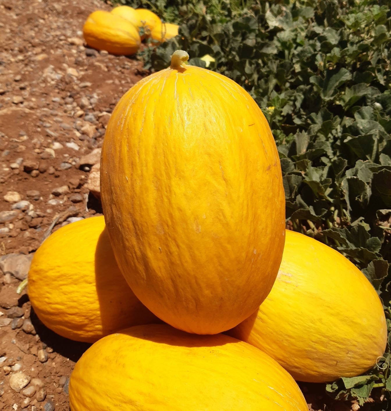 شمام اصفر هجين