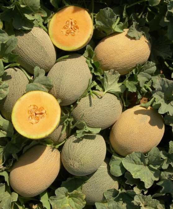 Melon Luna F1