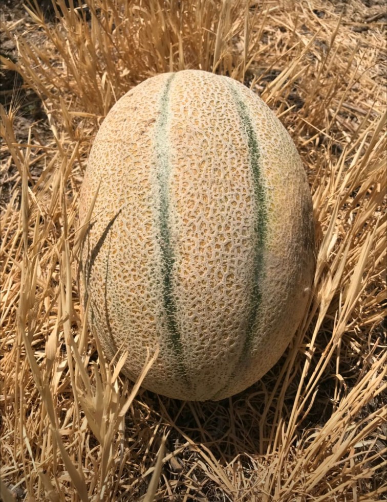 Melon Mango F1