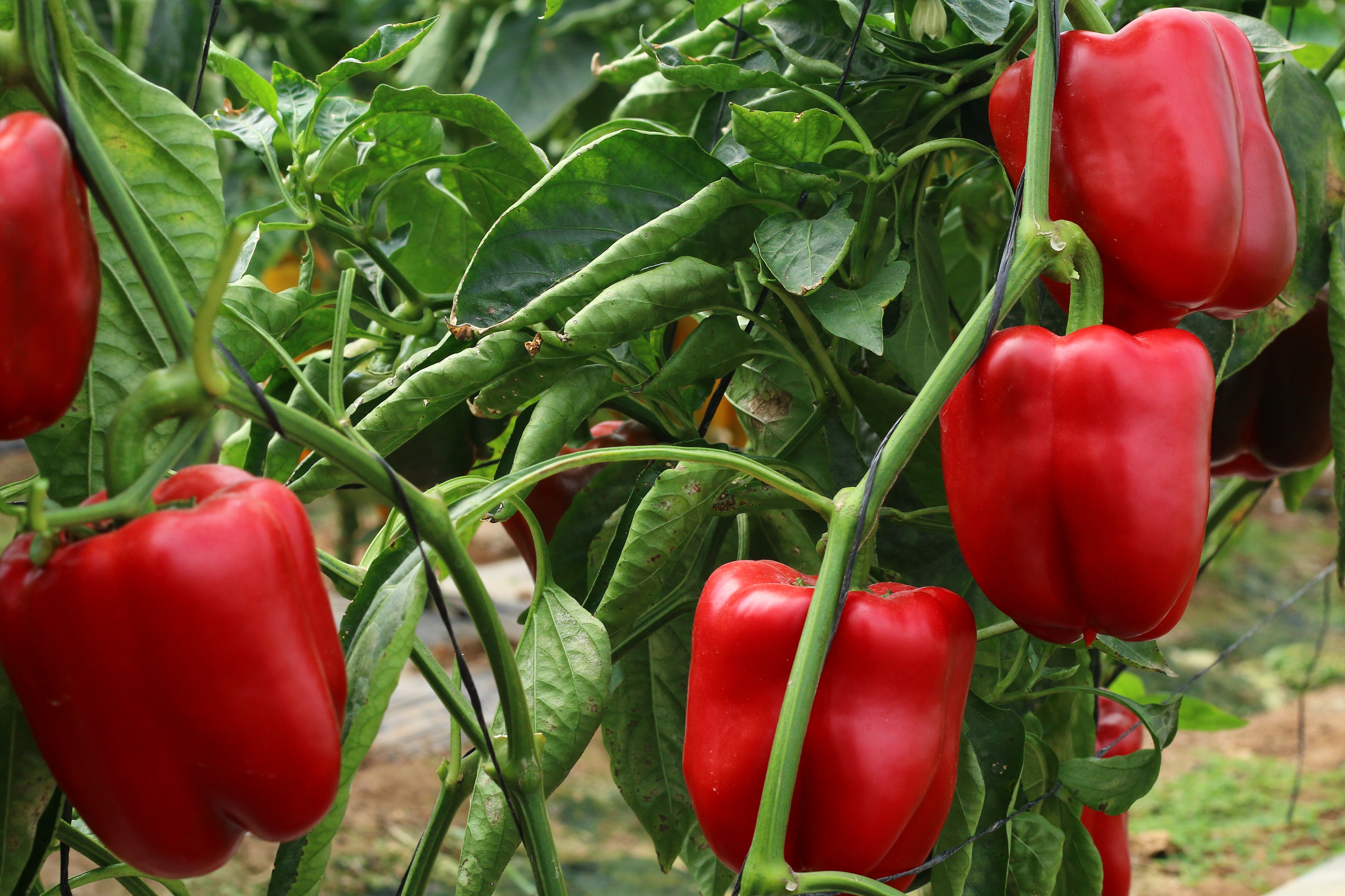 Sweet Pepper Al Barq F1