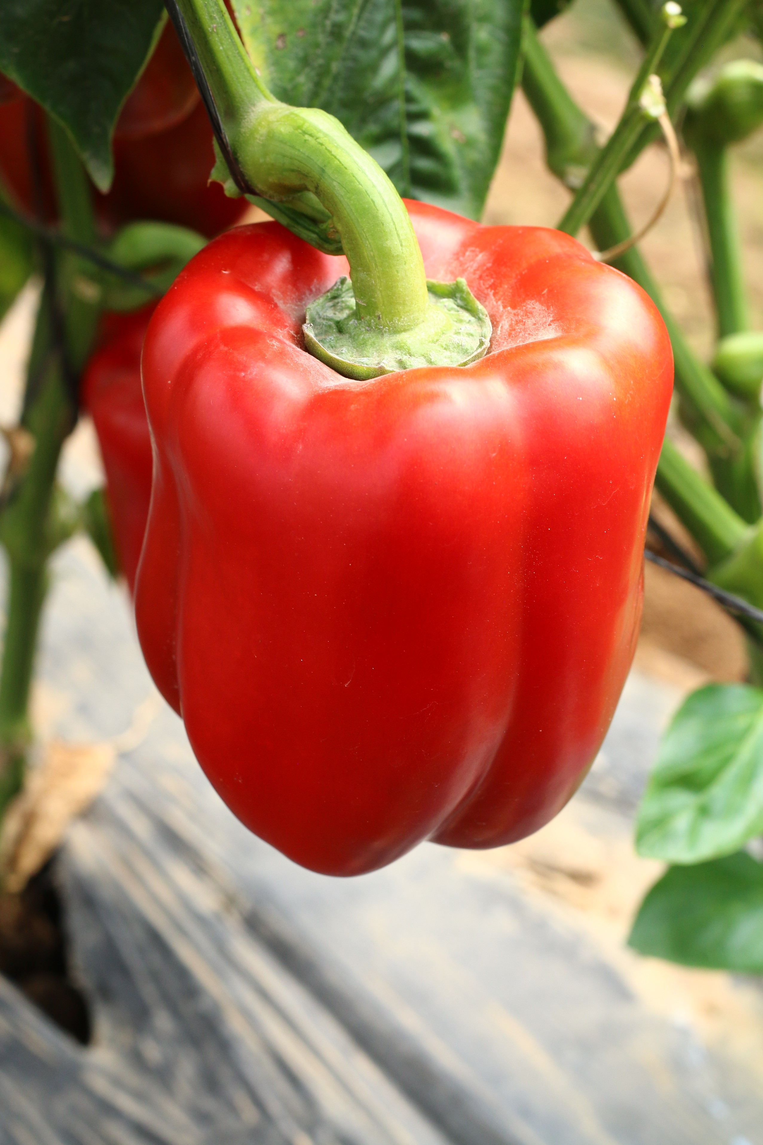 Sweet Pepper Al Barq F1