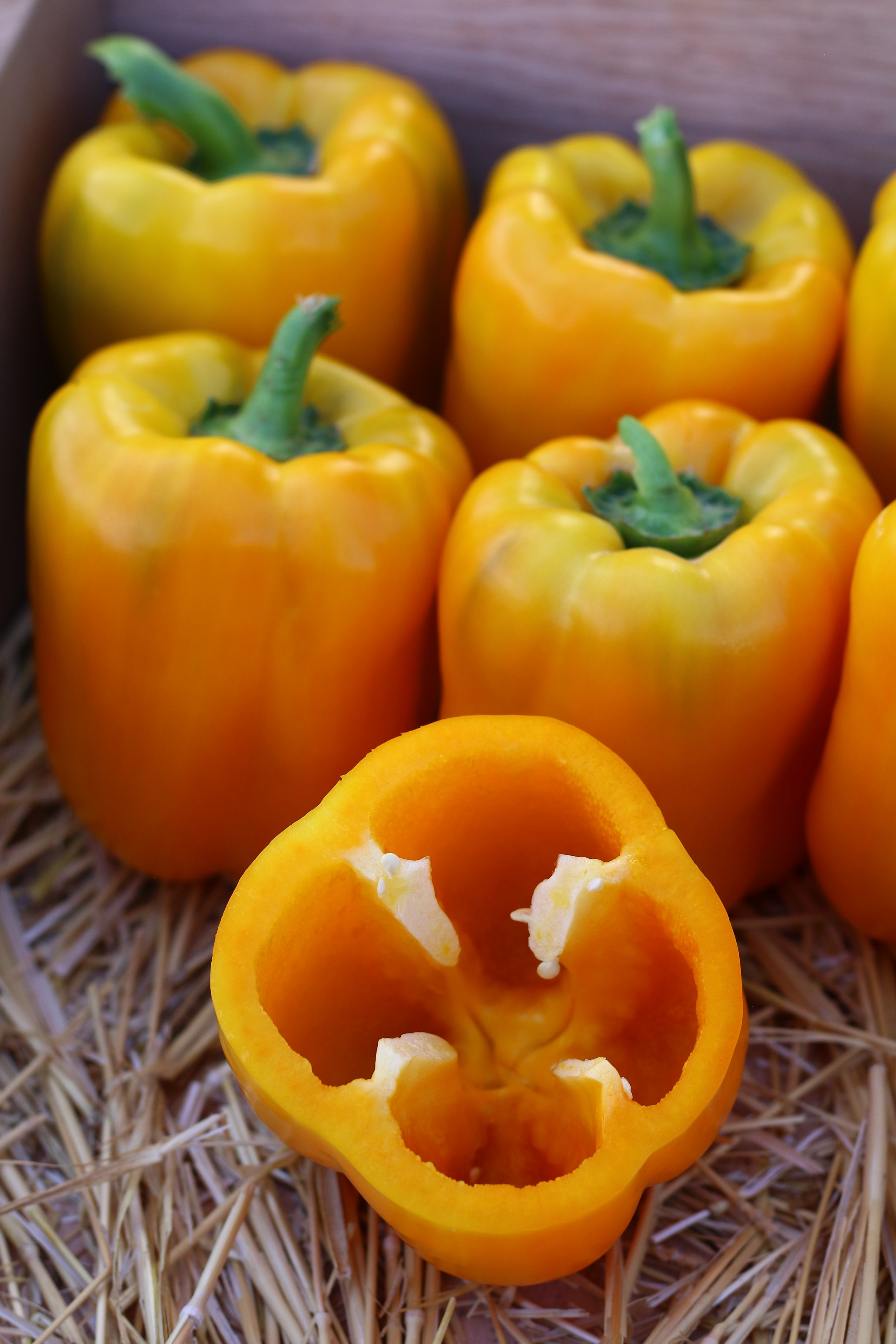 Sweet Pepper Nirouz F1