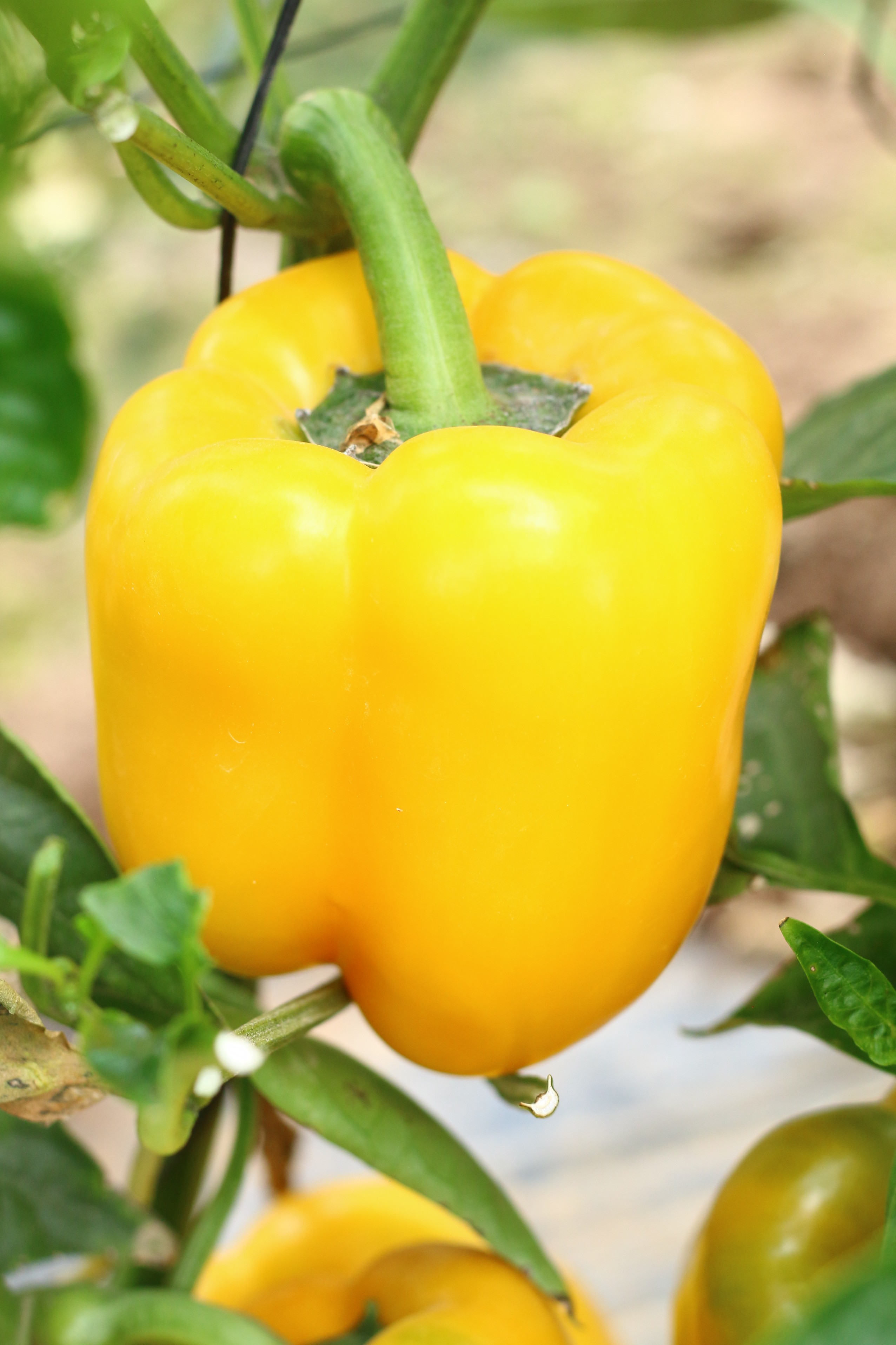 Sweet Pepper Nirouz F1
