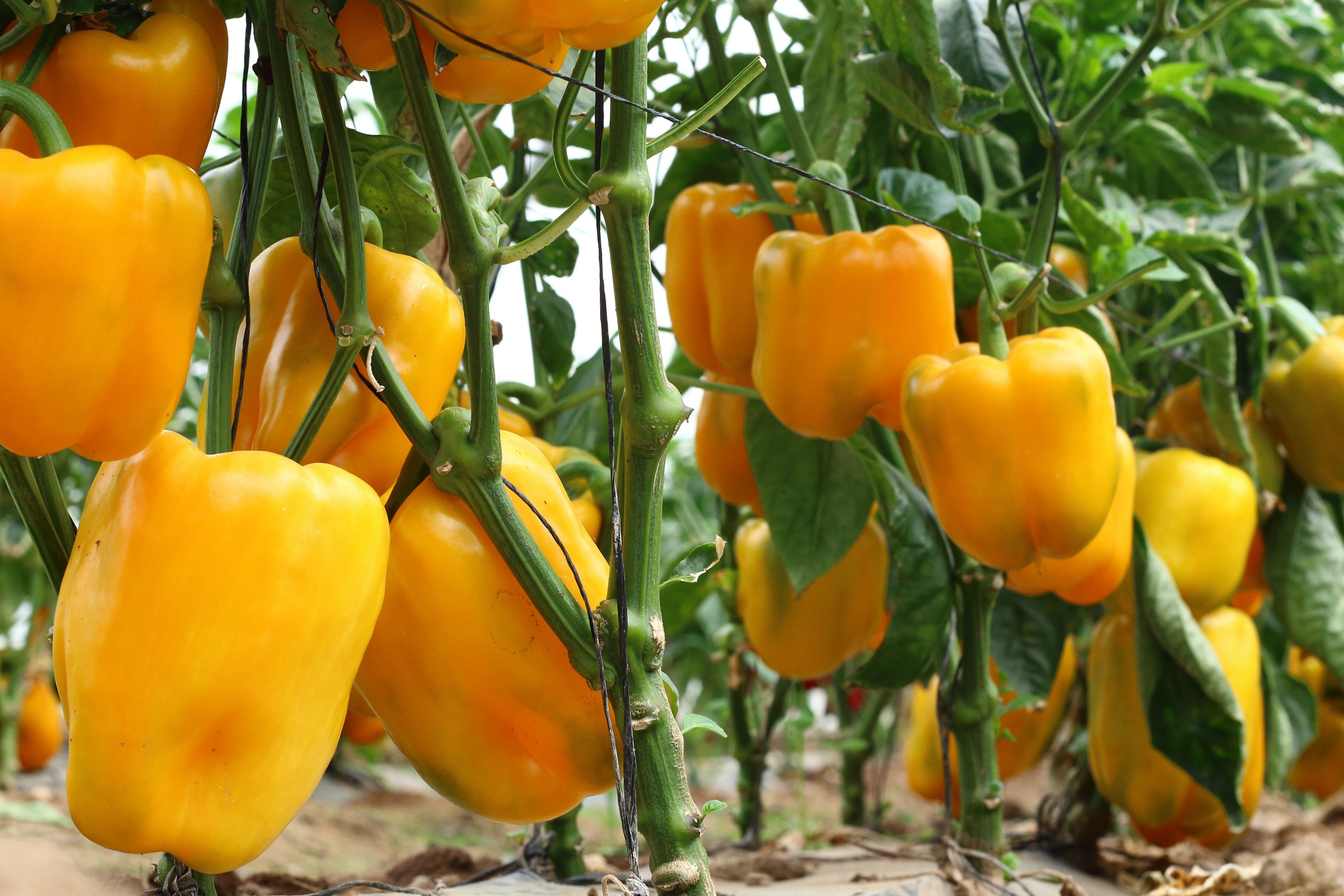 Sweet Pepper Nirouz F1