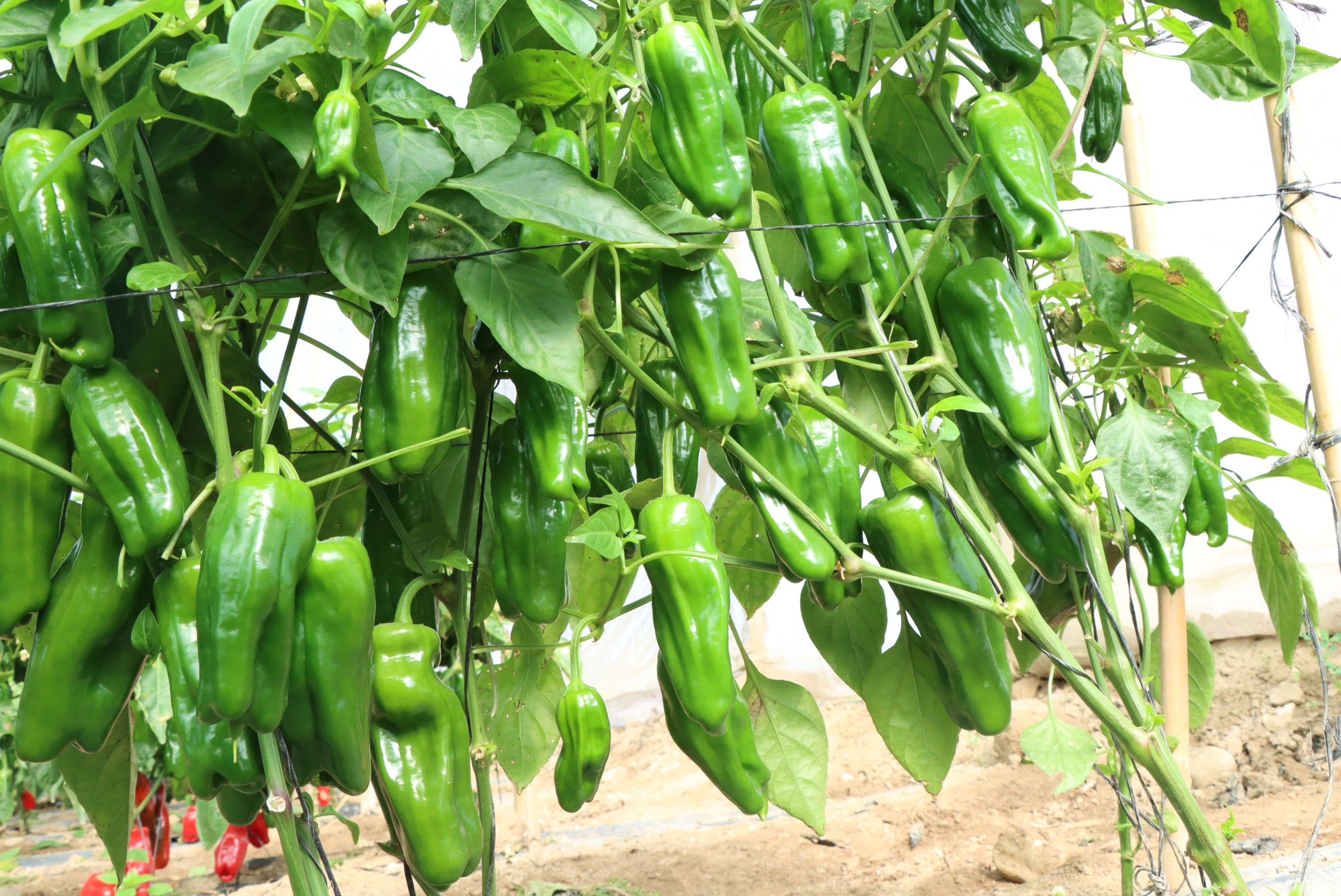 Sweet Pepper No. 14 F1