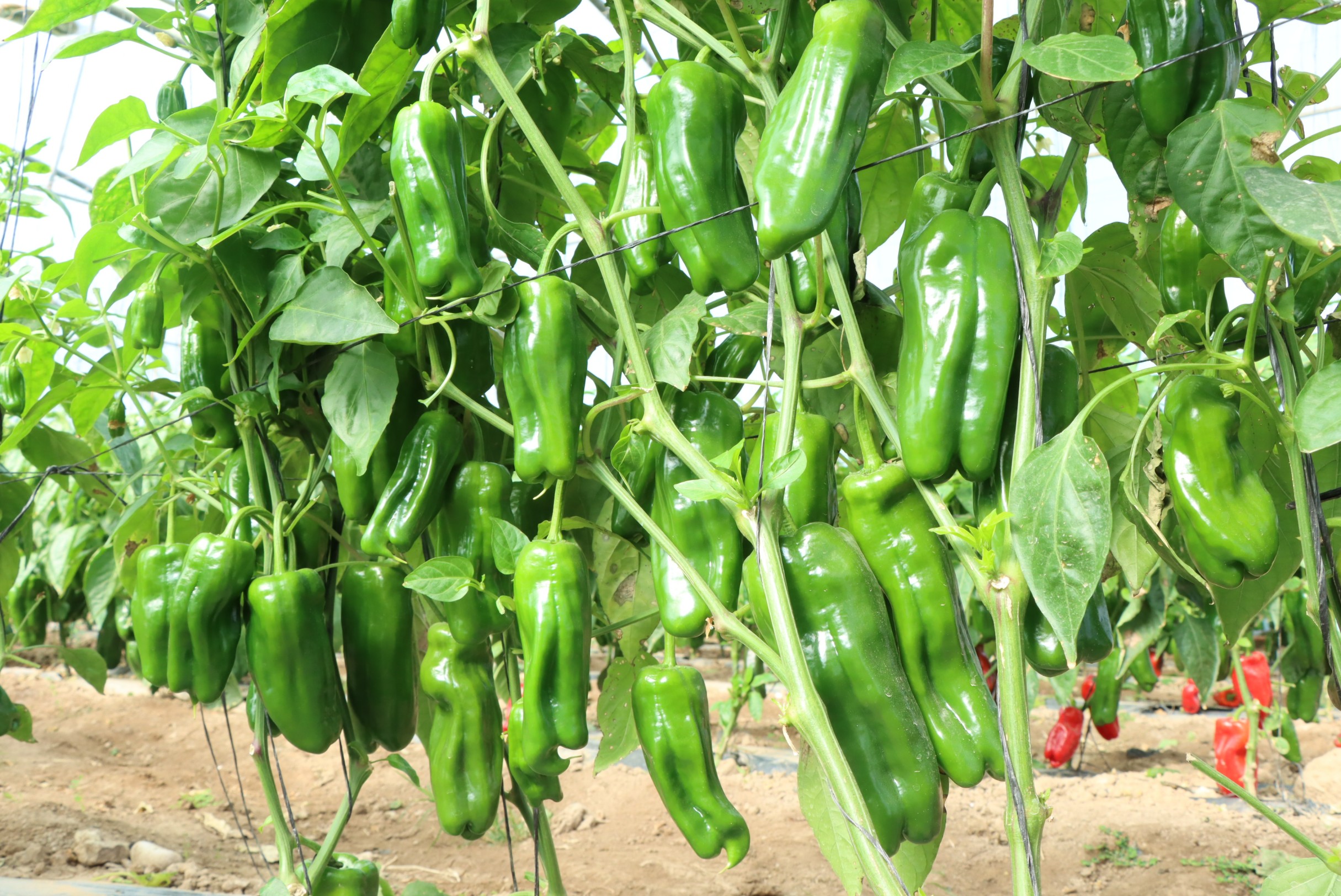 Sweet Pepper No. 14 F1