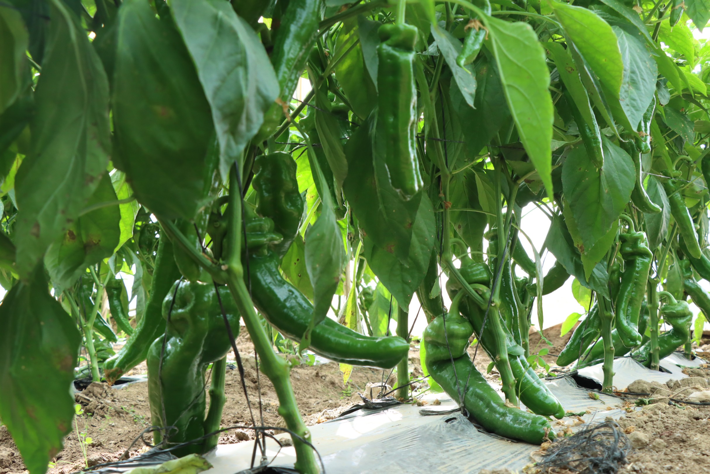 Sweet Pepper No. 17 F1