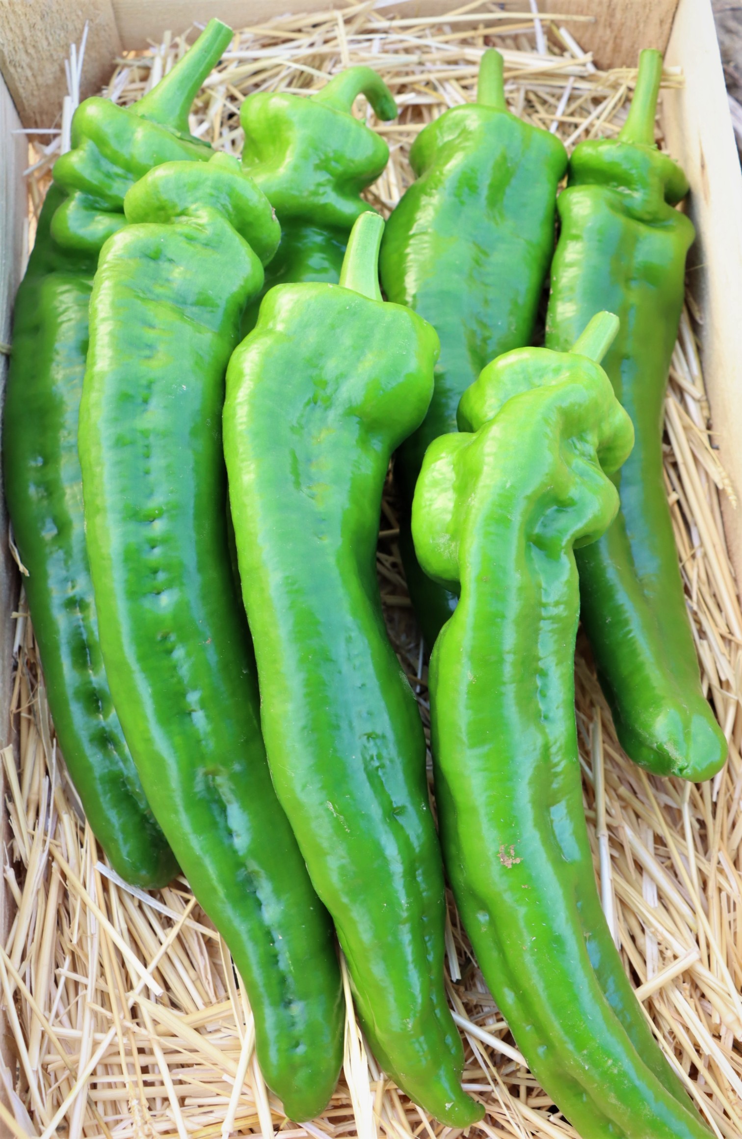 Sweet Pepper No. 17 F1