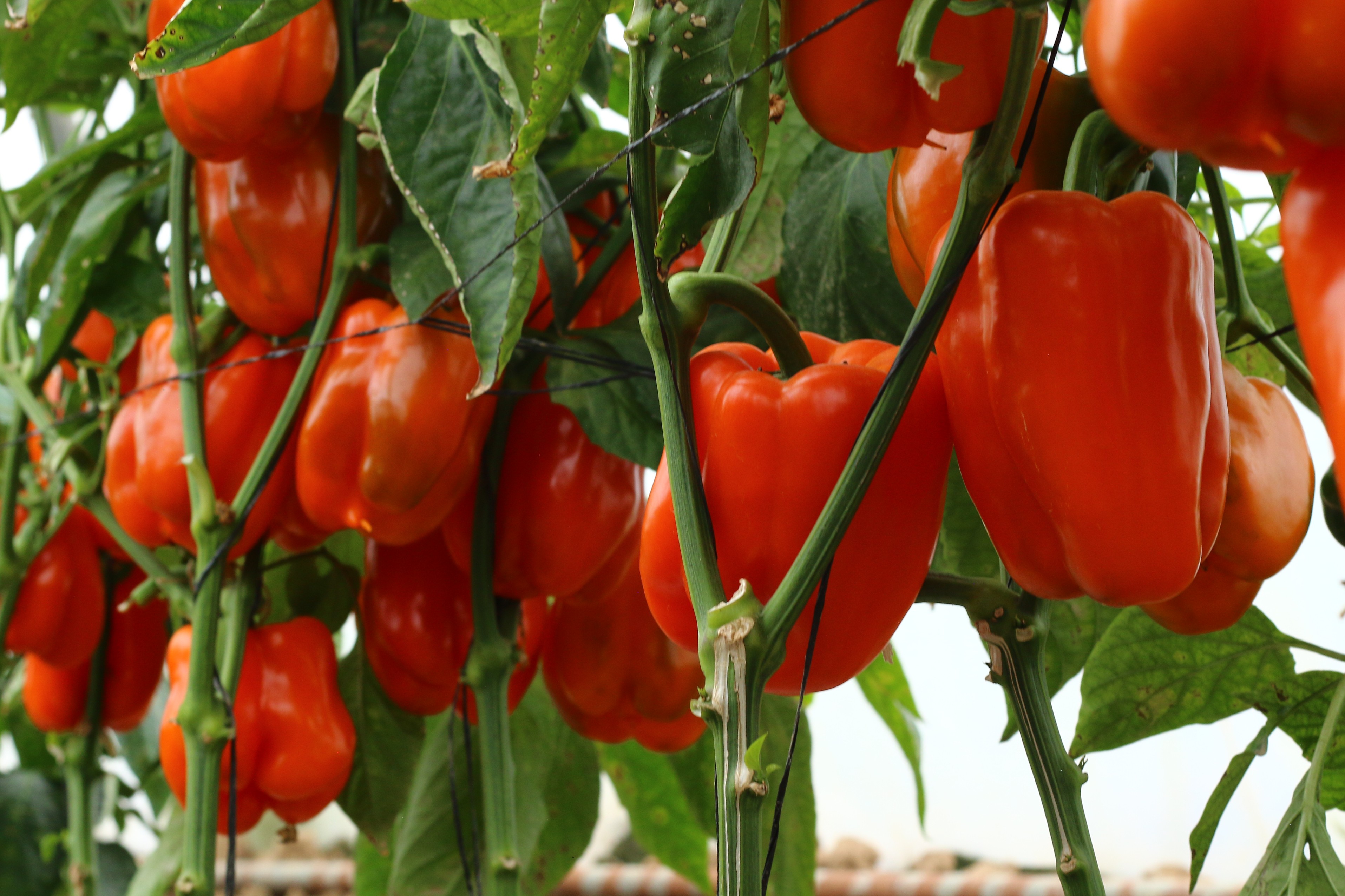 Sweet Pepper No. 32 F1