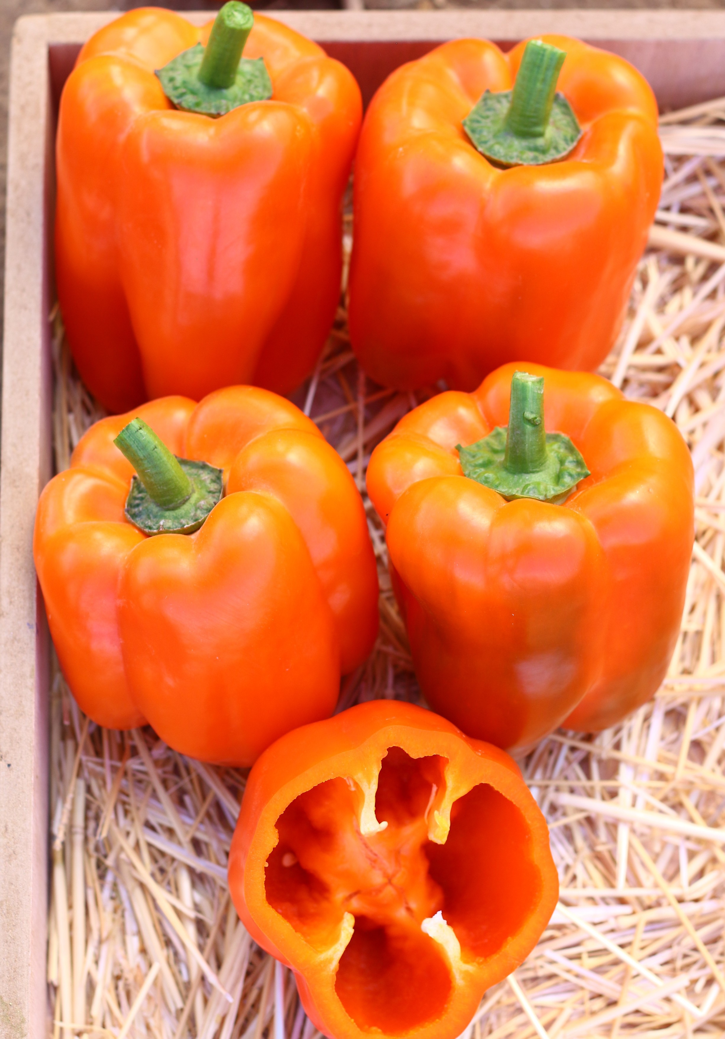 Sweet Pepper No. 32 F1