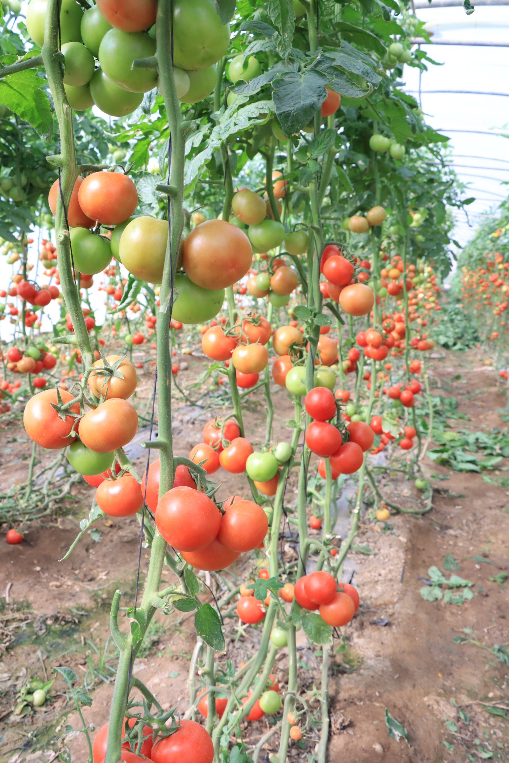 Tomato Huda F1