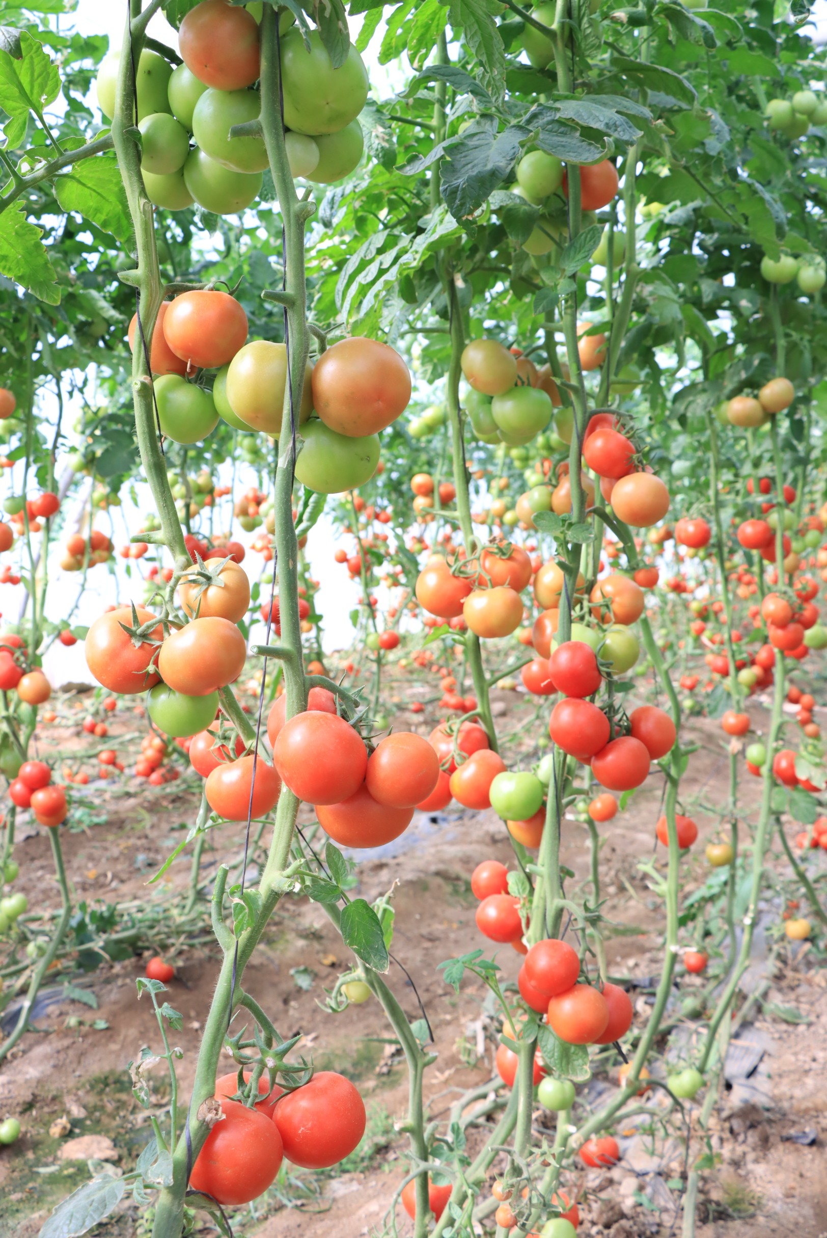Tomato Huda F1