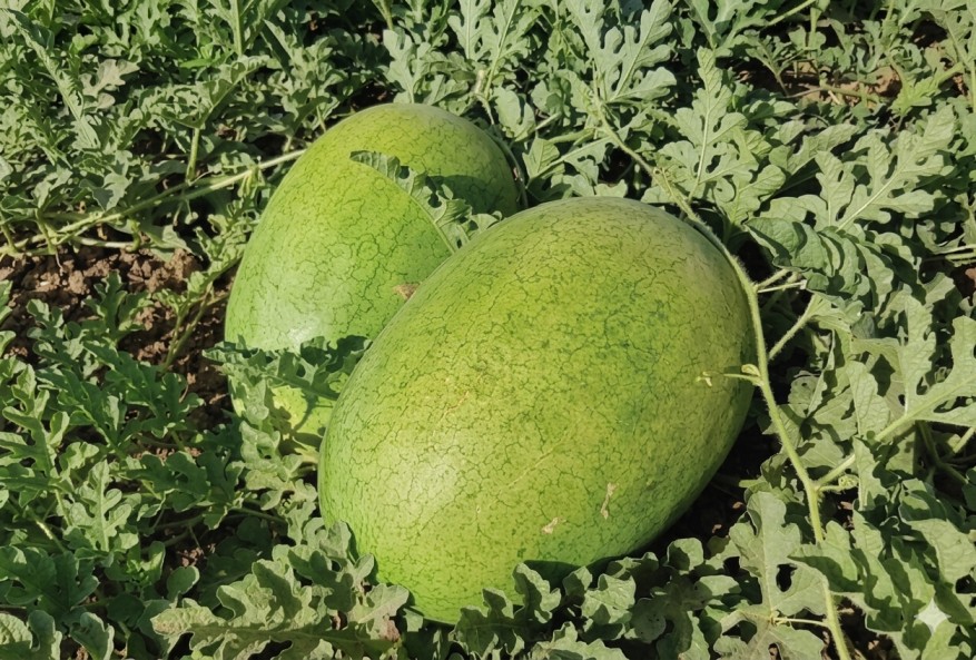 بطيخ شارلي هجين